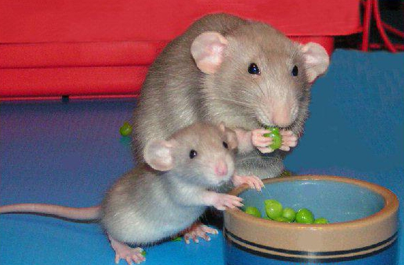 крысята кушают